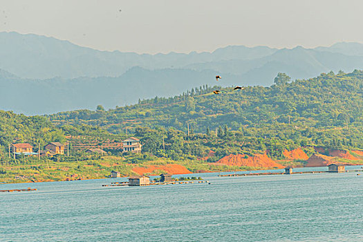 cau bach thu la