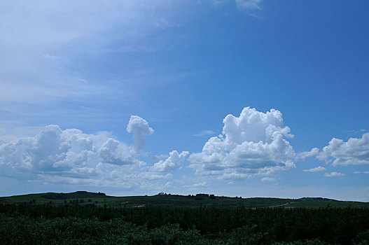 tuyet chieu soi cau