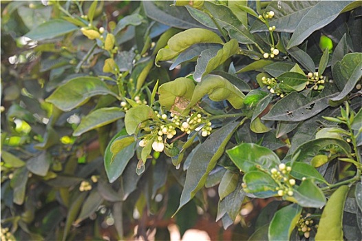 cách chơi dàn đề hiệu quả