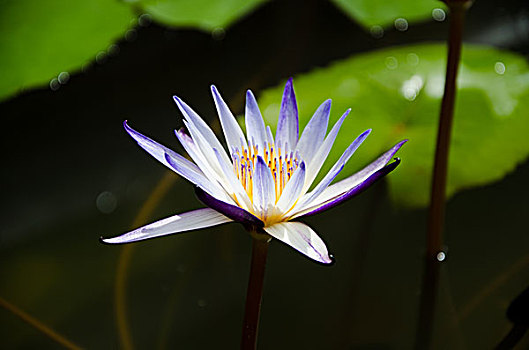 xổ số bạc liêu