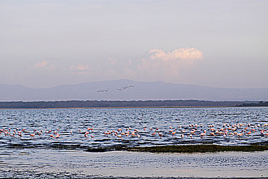 bạch thủ đề