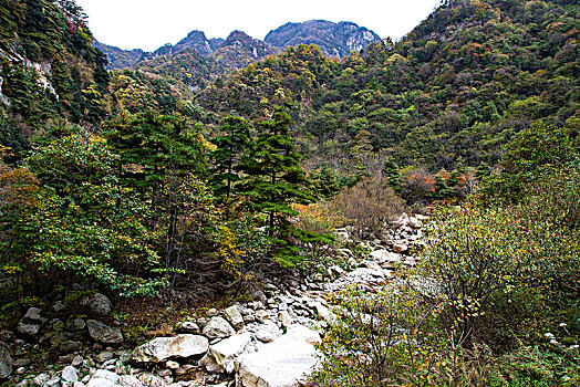 bach thu mien phi