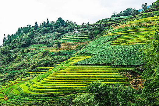 hoi lo de chuan