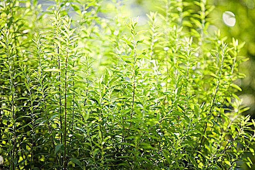 soi cầu thuận vũ