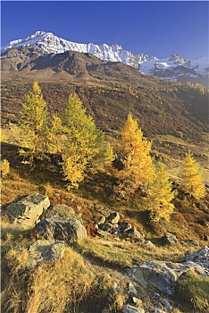 rong bach kim 88 99
