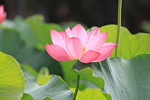 soi cau bach thu sieu chuan