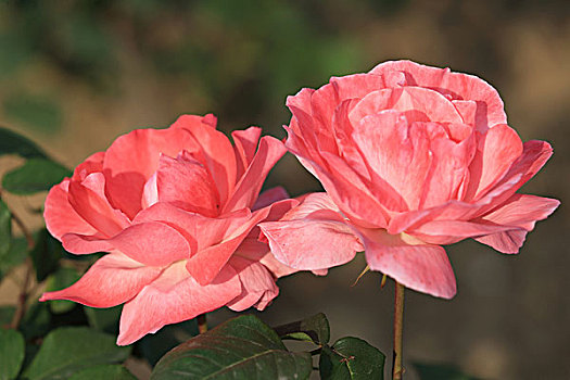 lo bạch thu