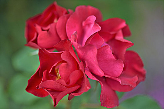 du doan trung thuong mn