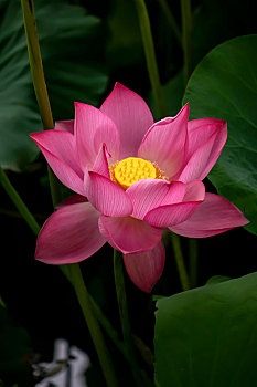 xổ số minh ngọc chiều nay