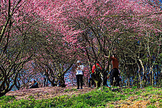 bạch thủ lô khung 5 ngày