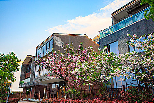 bac cau soi 288