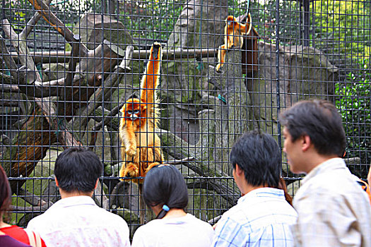 soi bạch thủ lô