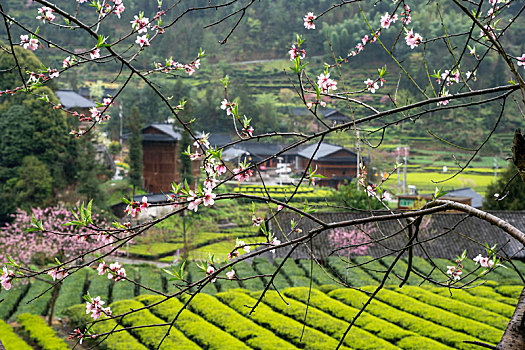 xs đài bắc