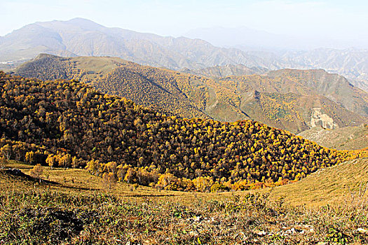 bach thu lo mien phi