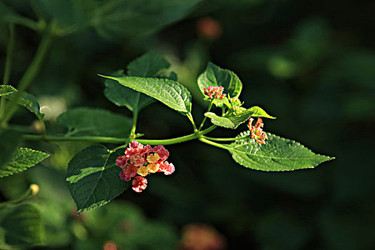 loto soicau bachthu