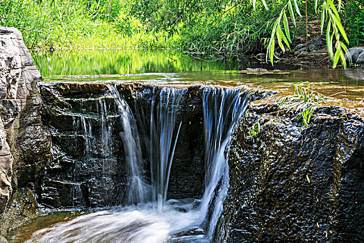 soi cau bach thu lo