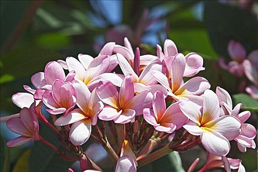 thống kê lô gan miền bắc