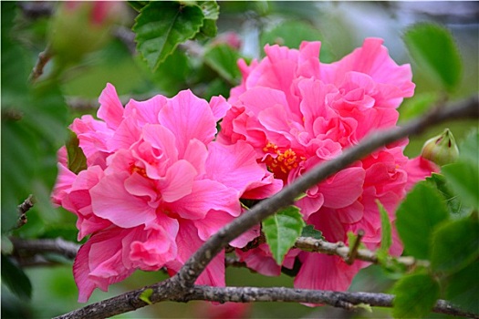 soi cầu miền nam ngày mai
