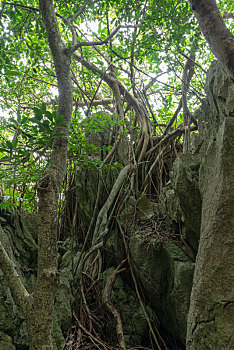 lo bach thủ
