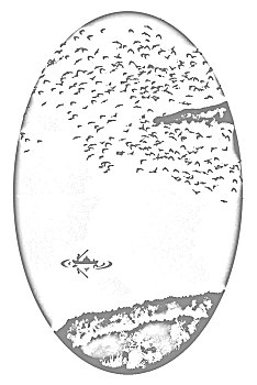 soi số miền bắc