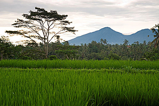 cầu soi miền bắc