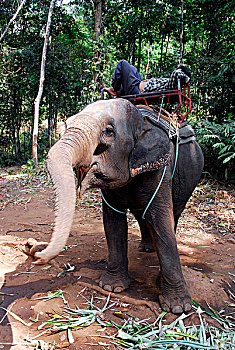 soi cầu kép